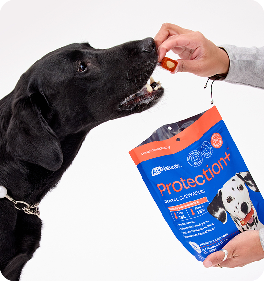 Clinically Proven Dental Chew