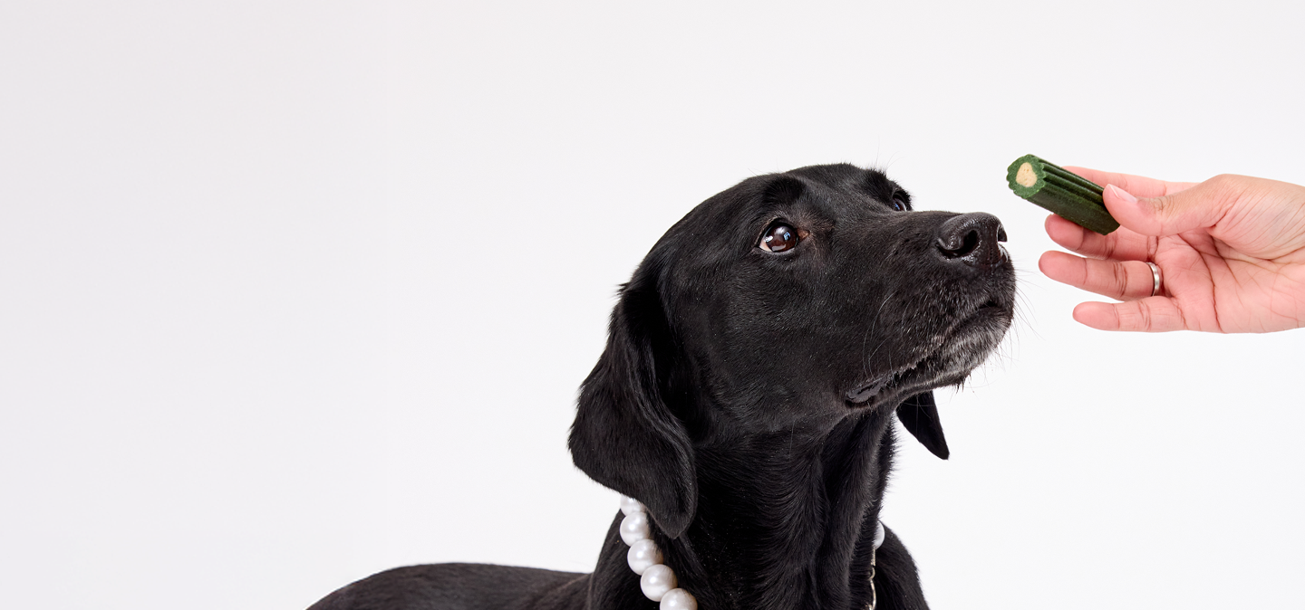 Your Dog’s  Dental Chew,  Upgraded