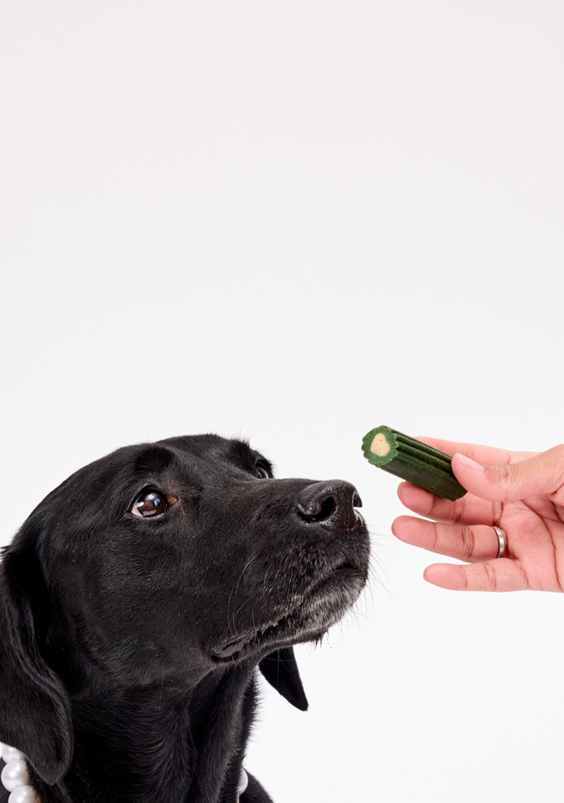 Your Dog’s  Dental Chew,  Upgraded